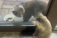 对于猫来说，是当流浪猫快乐还是当家猫快乐呢？
