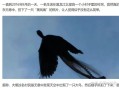 凤凰真实存在吗？