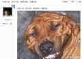 有哪些百度贴吧被鸠占鹊巢？