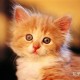 猫知道人在睡觉吗？