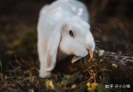 我在《知乎》上发文已多篇了，一分钱的收入都没有？不知何因？