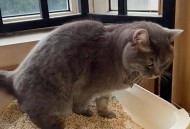 猫咪泌尿系统有问题，还到处乱尿该怎么办？