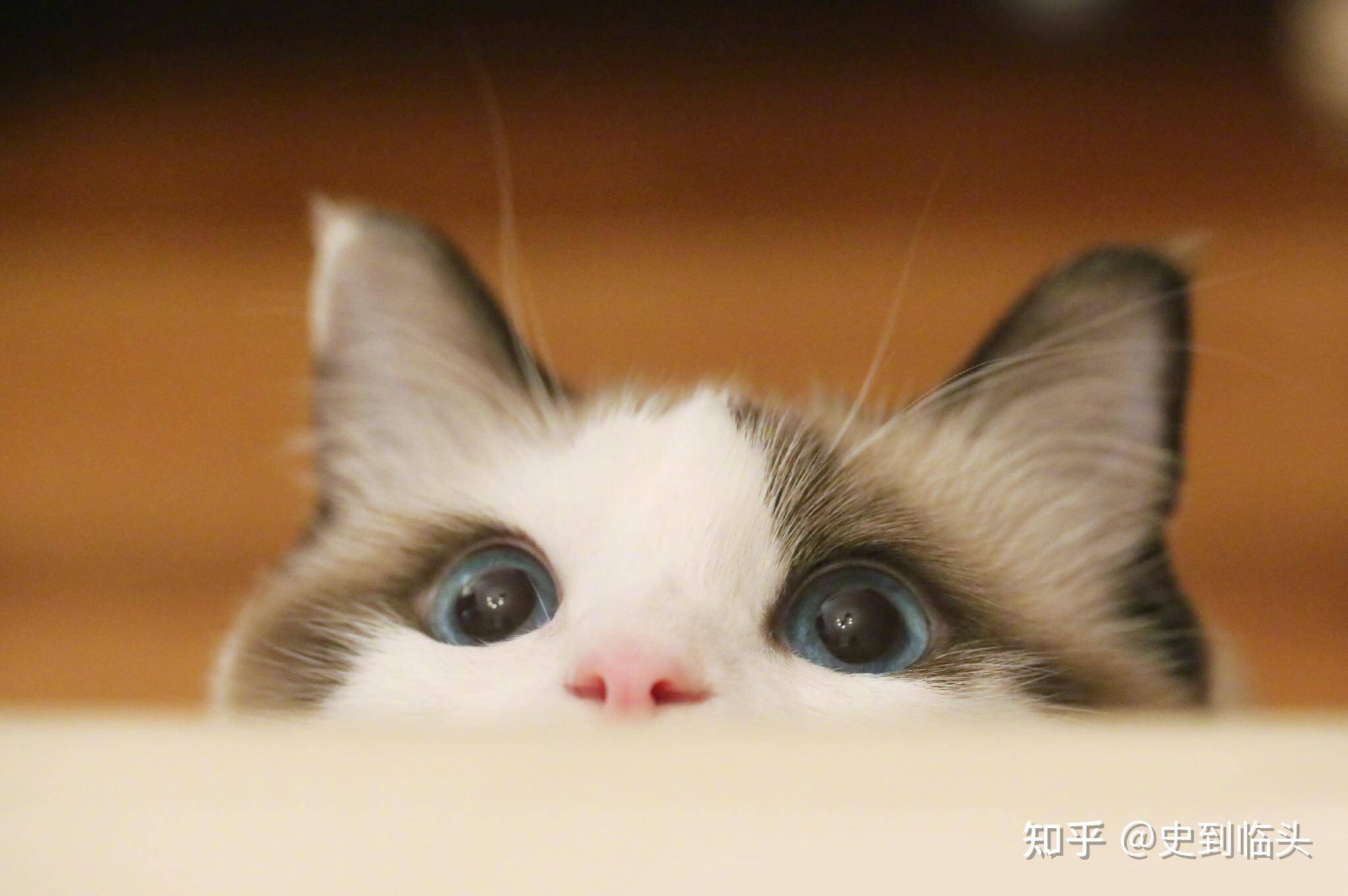 猫知道人在睡觉吗？  第2张