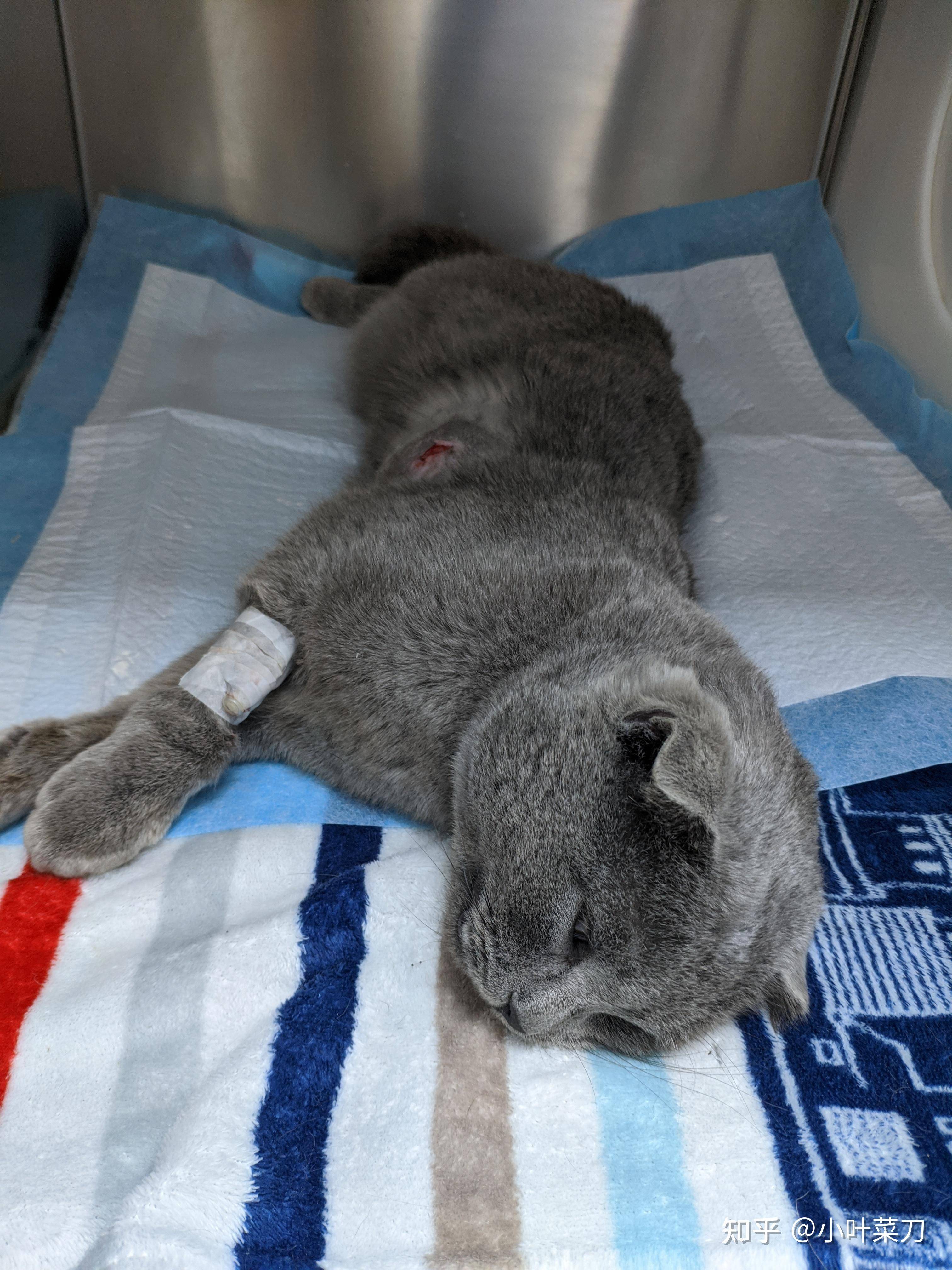 对于猫来说，是当流浪猫快乐还是当家猫快乐呢？  第2张