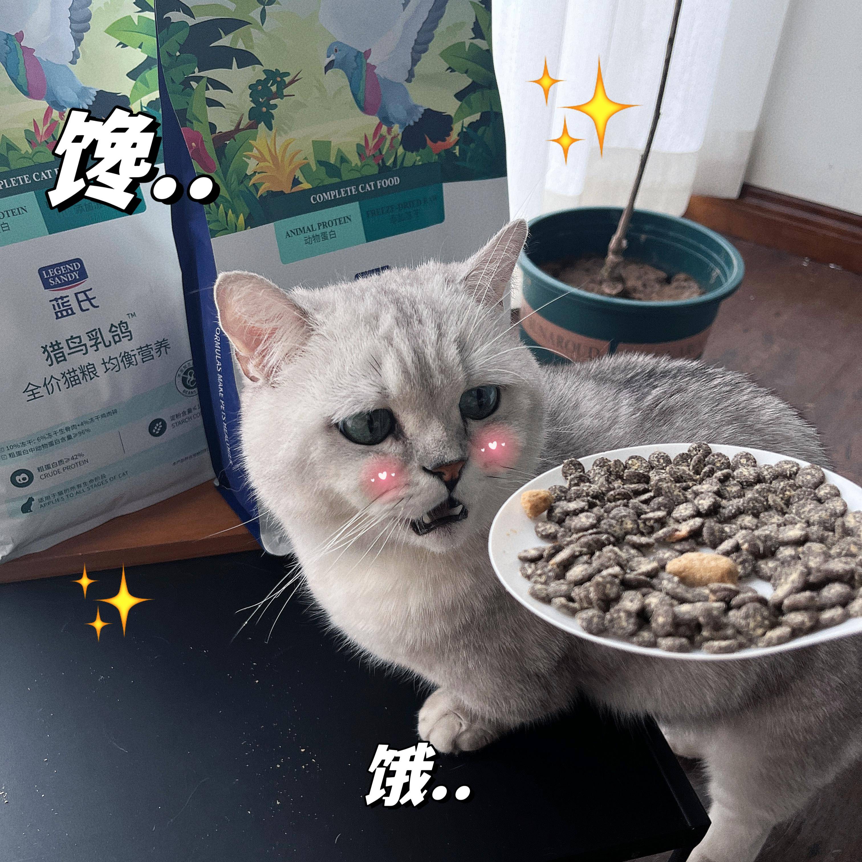 你发现过你的宠物什么小秘密？  第8张