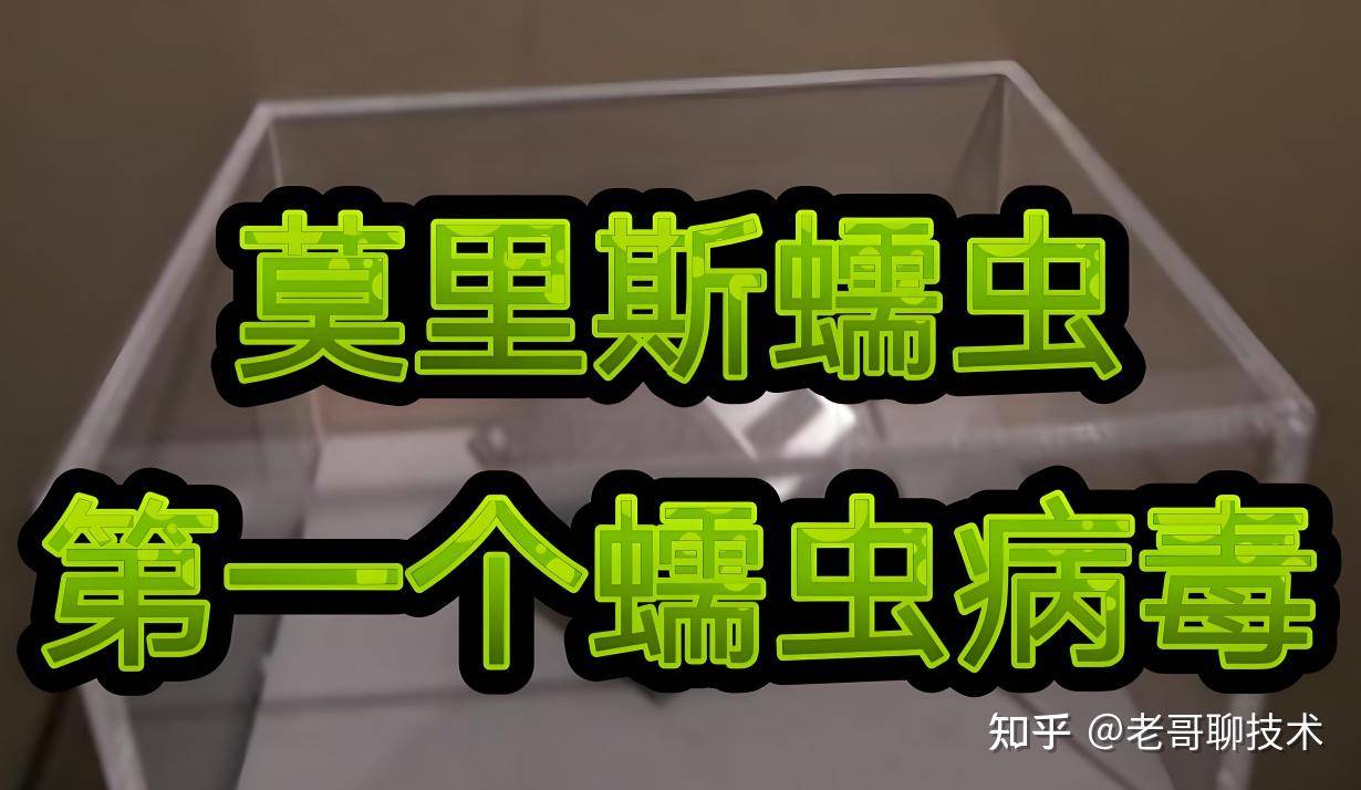 网络空间里还有一种攻击的程序叫蠕虫，蠕虫是什么？  第2张