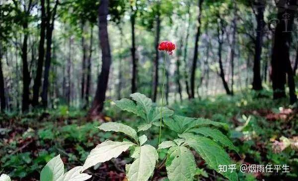 东北文学体现了哪些特有的东北地域文化？  第4张