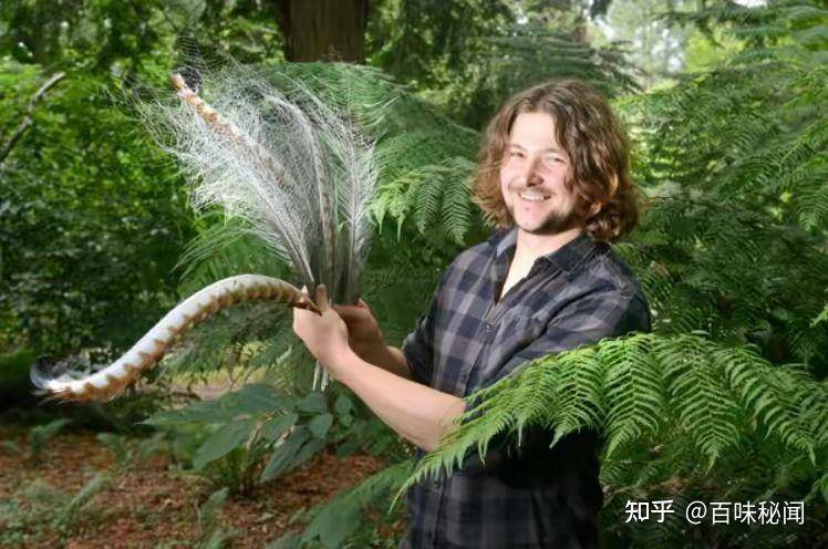 凤凰真实存在吗？  第5张