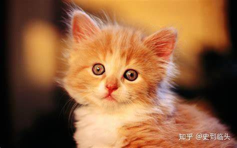 猫知道人在睡觉吗？  第1张