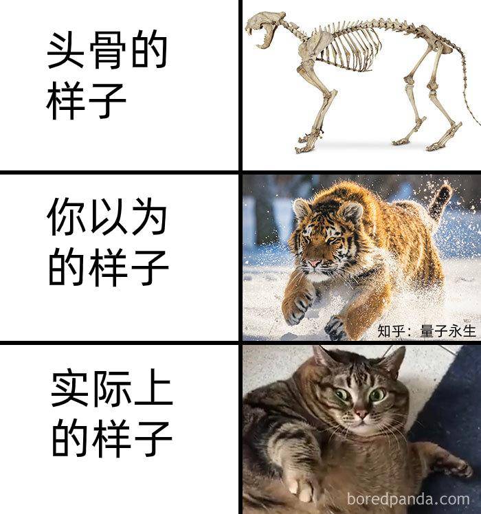 为什么古生物都长的比较吓人?  第23张