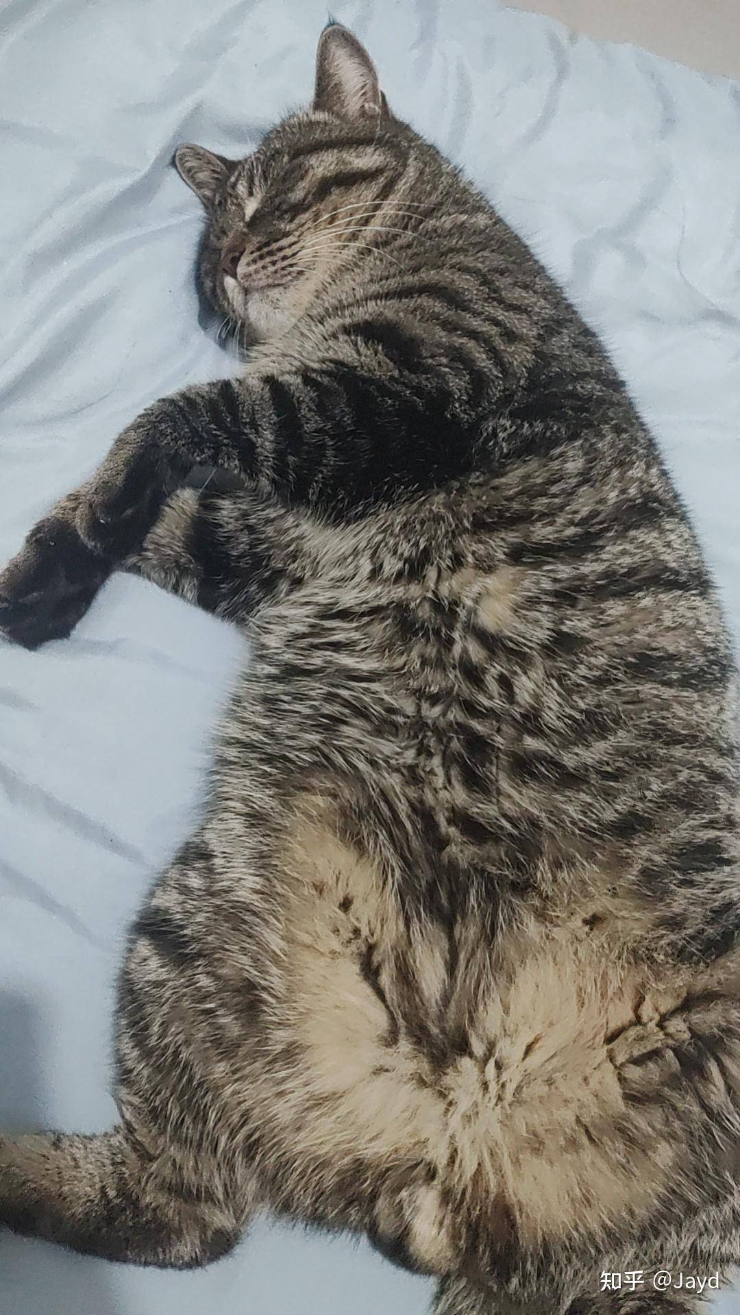中国特有的狸花猫有多强大？  第1张