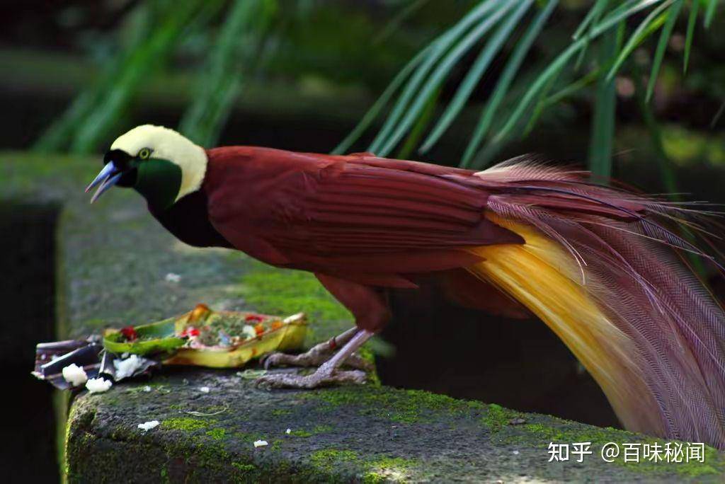 凤凰真实存在吗？  第12张