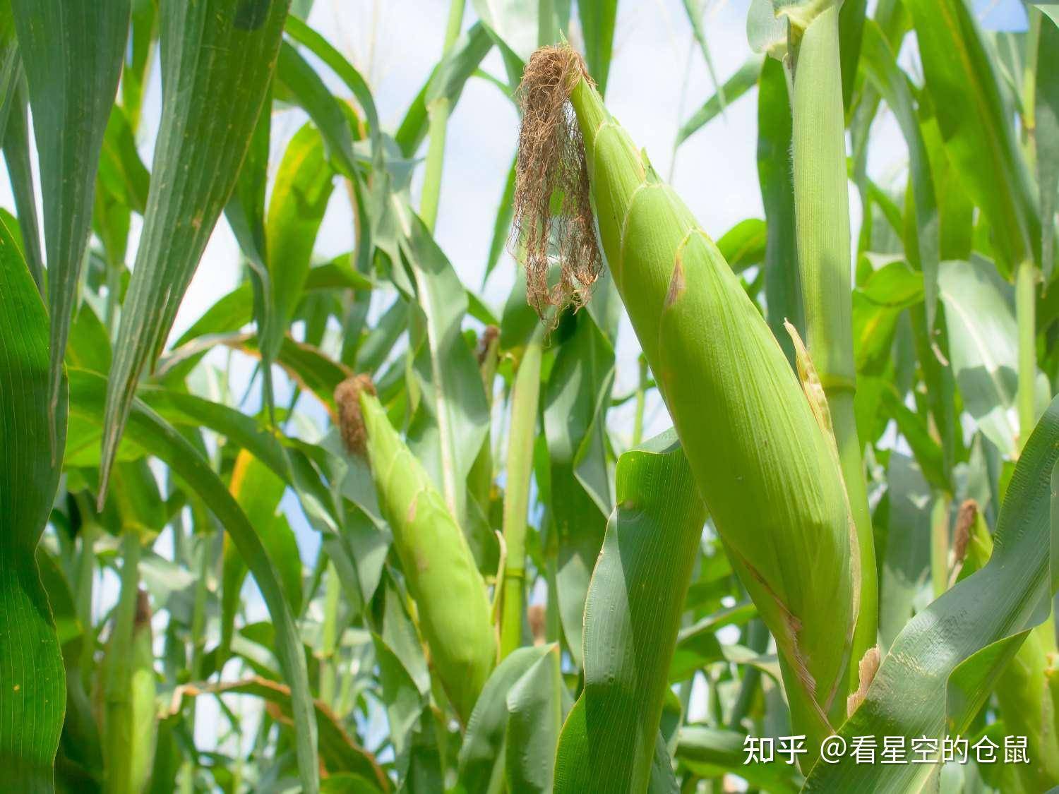 有哪些热量比较低的碳水食物，可以代替主食?  第2张