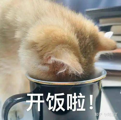 特别好奇，猫一直吃猫粮会不会腻？  第3张