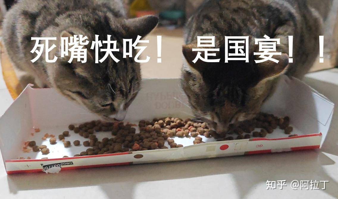 特别好奇，猫一直吃猫粮会不会腻？  第2张