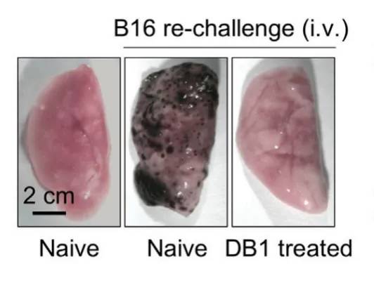 我国科学家首次揭示「细菌抗肿瘤」关键原理，是如何发挥作用的？  第4张