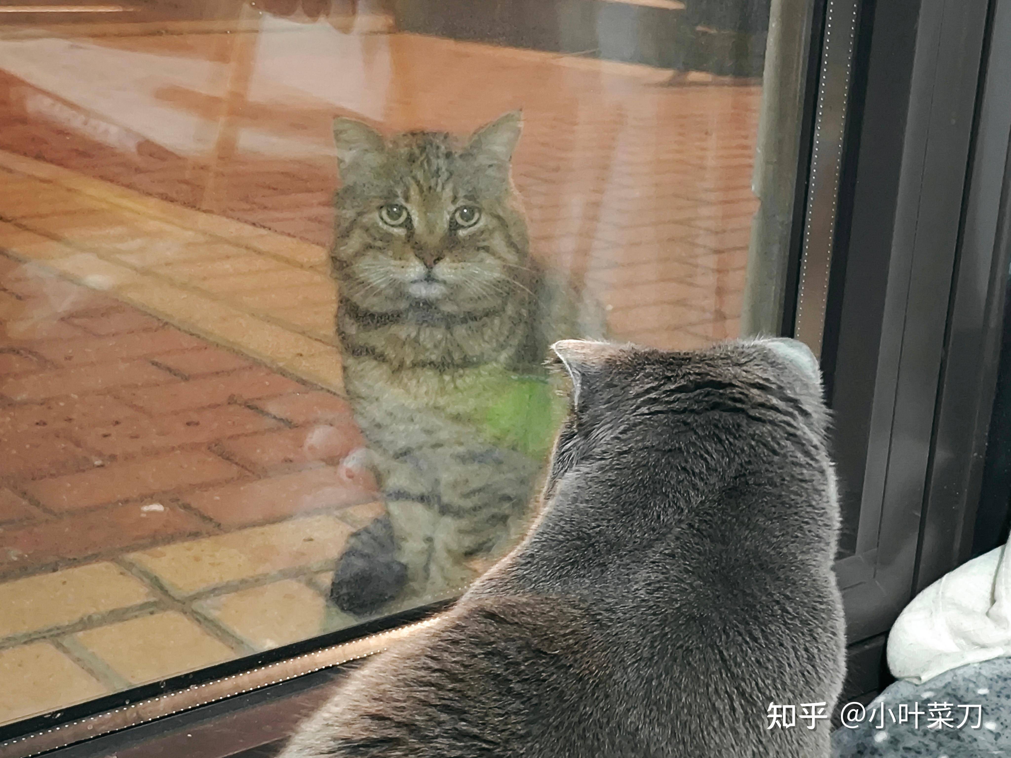 对于猫来说，是当流浪猫快乐还是当家猫快乐呢？  第3张