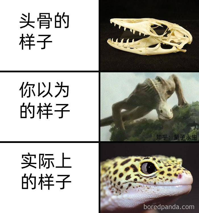 为什么古生物都长的比较吓人?  第19张
