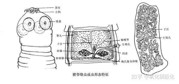 为什么吃牛肉可以三分熟，猪肉却不可以呢？  第3张