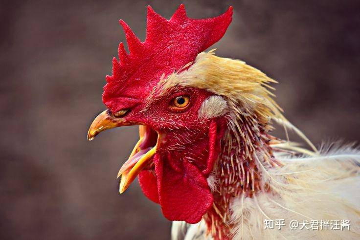 昆虫很多都是 6 足，为什么没有进化成 肢的哺乳动物？  第3张
