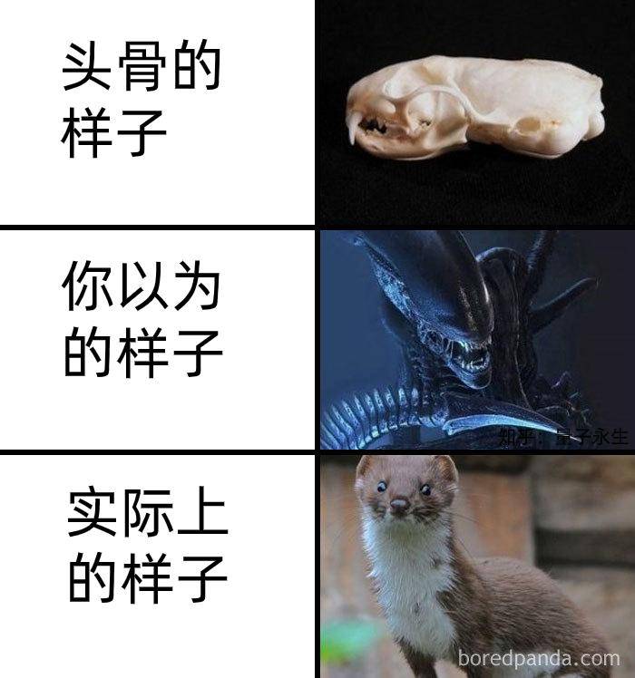 为什么古生物都长的比较吓人?  第12张