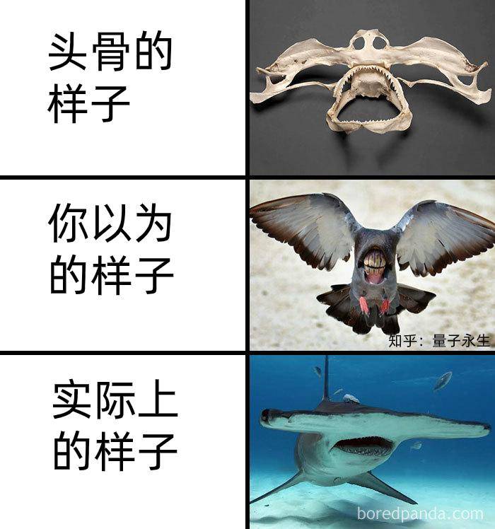 为什么古生物都长的比较吓人?  第15张
