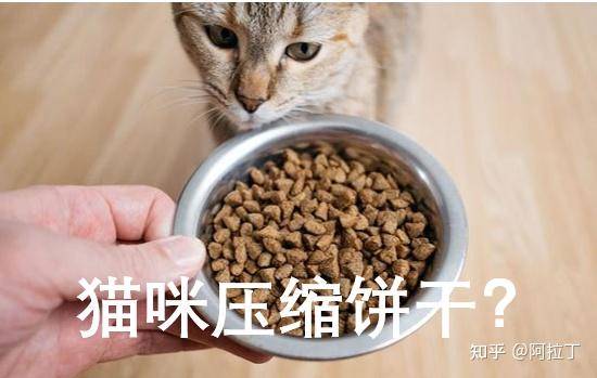 特别好奇，猫一直吃猫粮会不会腻？  第1张