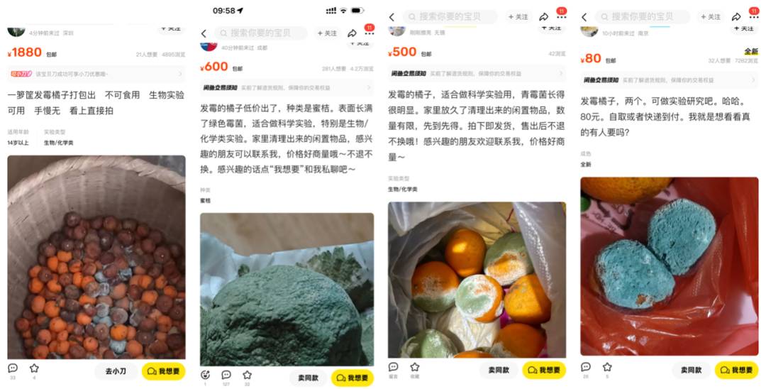 二手平台发霉橘子标价 500 元，这是玩梗还是真有科研价值？霉变的橘子有哪些危害？  第1张