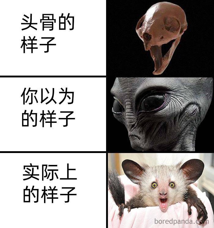 为什么古生物都长的比较吓人?  第16张
