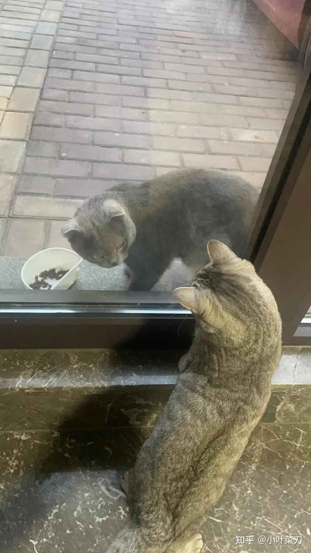 对于猫来说，是当流浪猫快乐还是当家猫快乐呢？  第1张