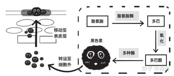 巨有效的美白方法是什么？  第1张