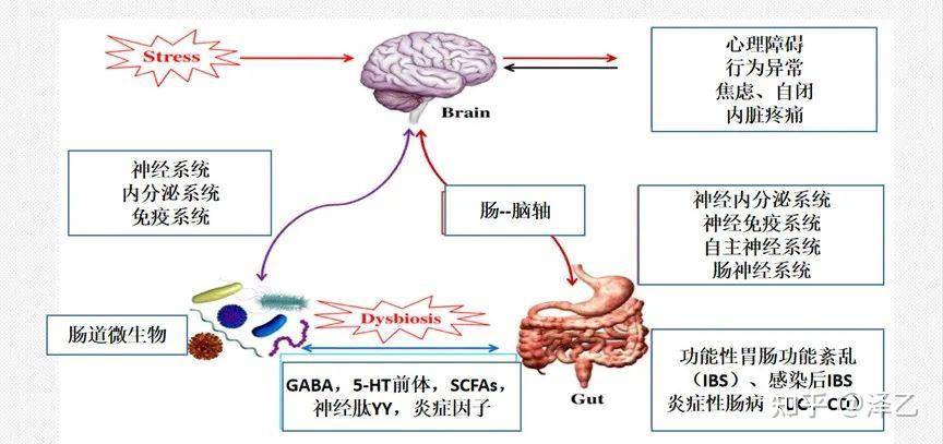 心理问题会导致大脑结构的改变吗？  第1张