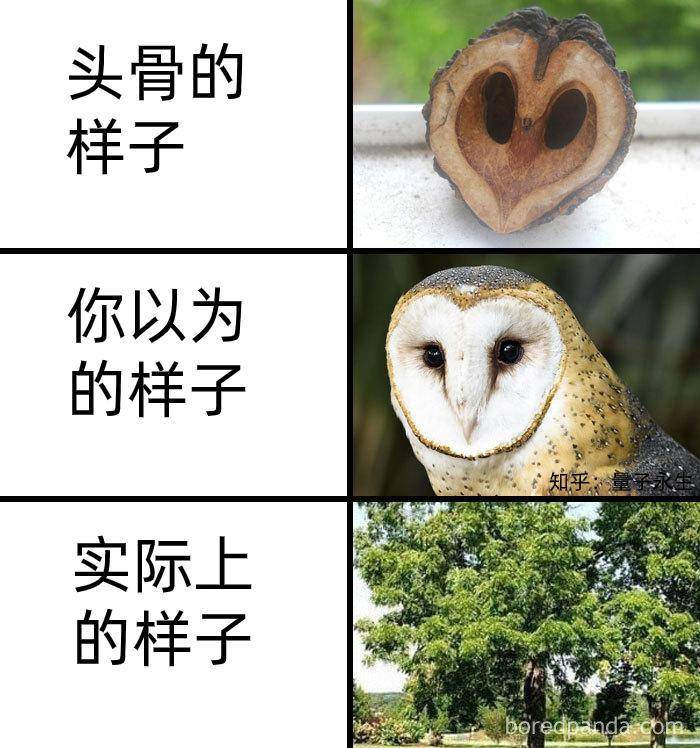 为什么古生物都长的比较吓人?  第24张