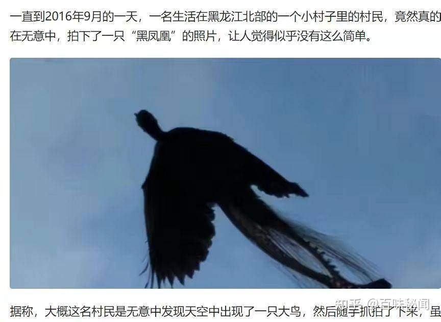 凤凰真实存在吗？  第1张