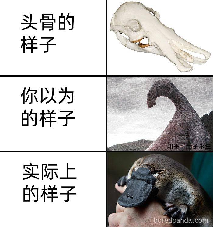 为什么古生物都长的比较吓人?  第8张